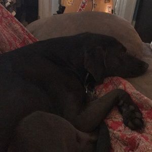 Meet your Posher, Alex